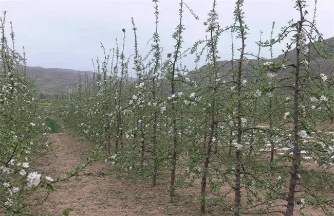 苹果树管理技术