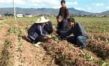 冬季种植蚕豆促增收