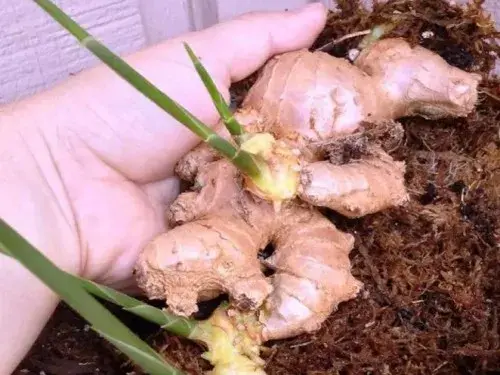 花卉果蔬盆景 | 怎么在阳台上种植生姜盆栽