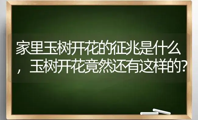 家里玉树开花的征兆是什么,玉树开花竟然还有这样的？ | 多肉养殖