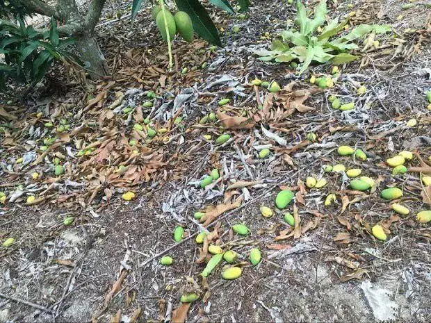 芒果落花落果如何预防？