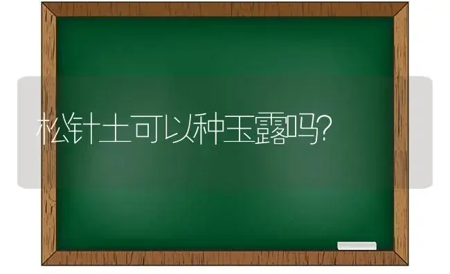 松针土可以种玉露吗？ | 多肉养殖