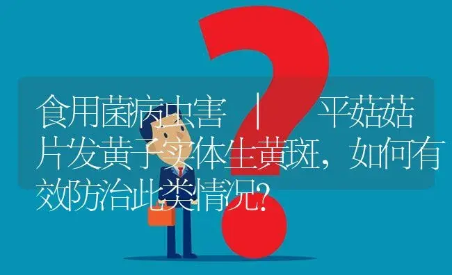 平菇菇片发黄子实体生黄斑，如何有效防治此类情况？ | 菌菇种植