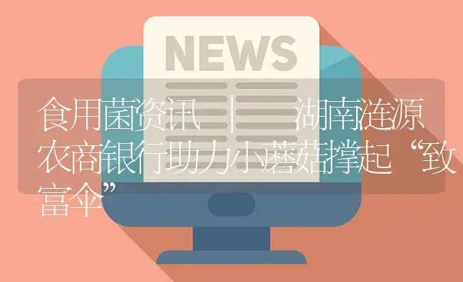 湖南涟源农商银行助力小蘑菇撑起“致富伞” | 菌菇种植