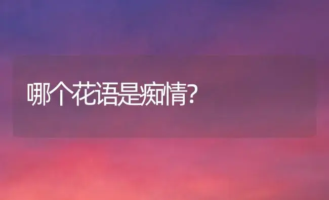 哪个花语是痴情？ | 绿植常识