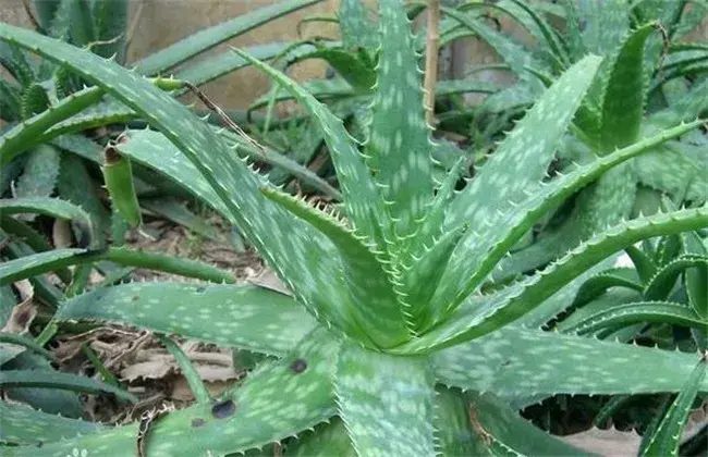 芦荟长不大 因素及解决办法