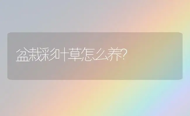 盆栽彩叶草怎么养？ | 家庭养花