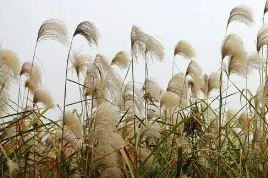 芦苇花语和寓意