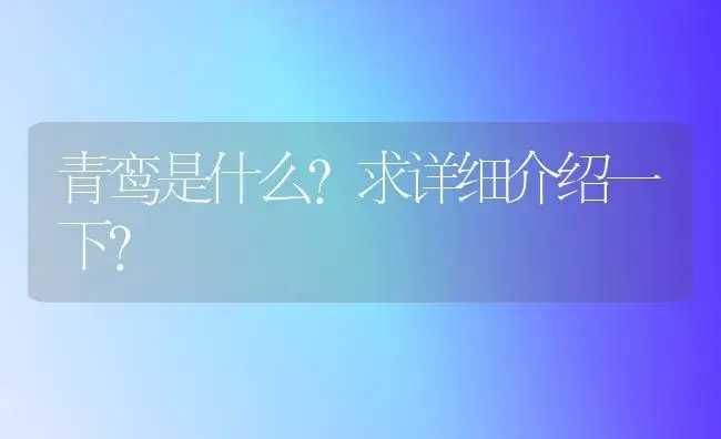 青鸾是什么？求详细介绍一下？ | 多肉养殖