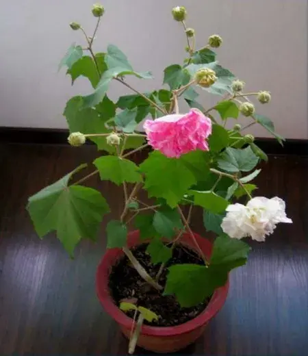 木芙蓉花语及传说