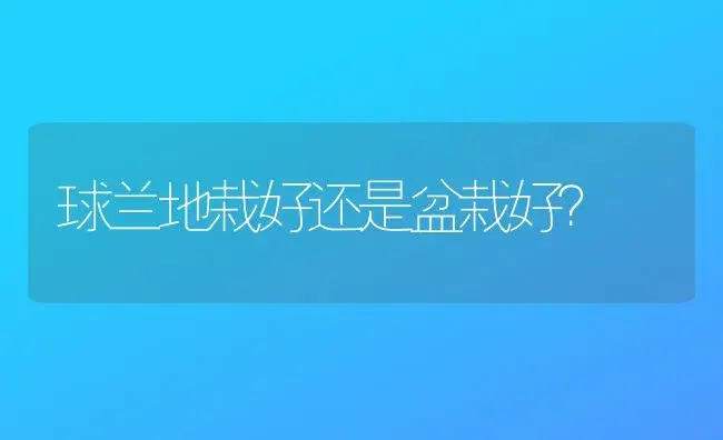 球兰地栽好还是盆栽好？ | 绿植常识