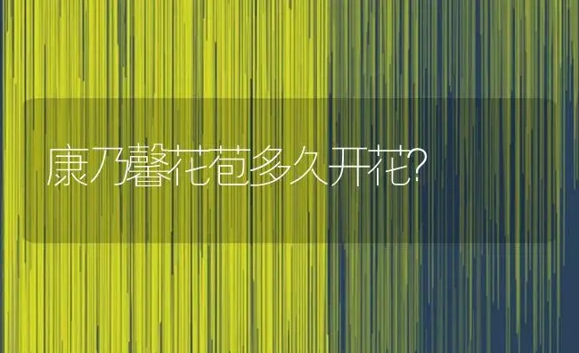 9朵戴安娜玫瑰的花语，9朵戴安娜玫瑰代表什么意思？ | 绿植常识