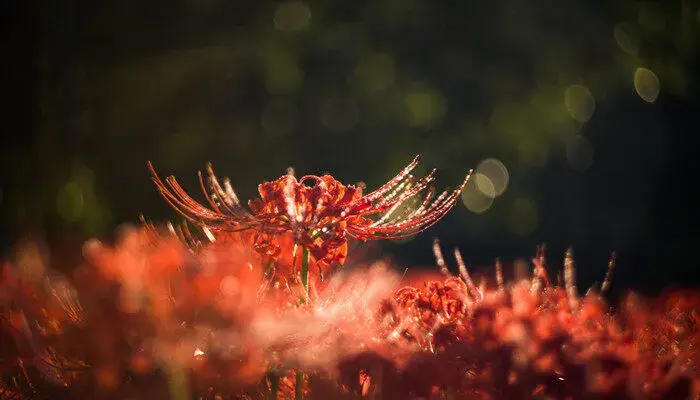 彼岸花花语是什么意思 寓意