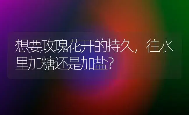 想要玫瑰花开的持久，往水里加糖还是加盐？ | 绿植常识