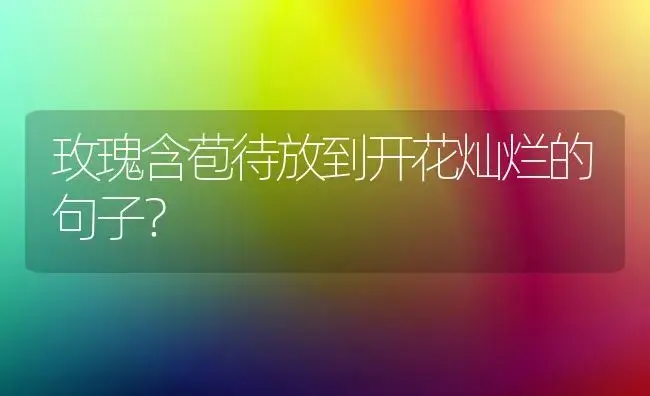 玫瑰含苞待放到开花灿烂的句子？ | 绿植常识