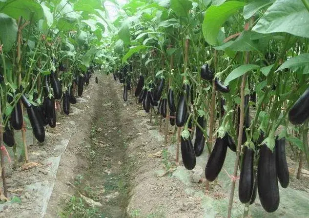 越夏再生茄子种植技术