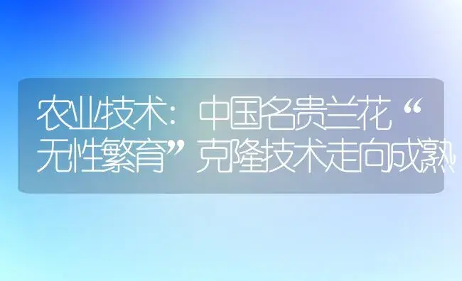 农业技术:中国名贵兰花“无性繁育”克隆技术走向成熟 | 家庭养花