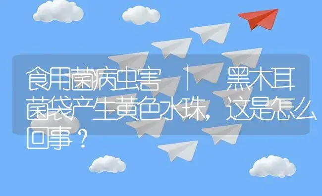 黑木耳菌袋产生黄色水珠，这是怎么回事？ | 菌菇种植