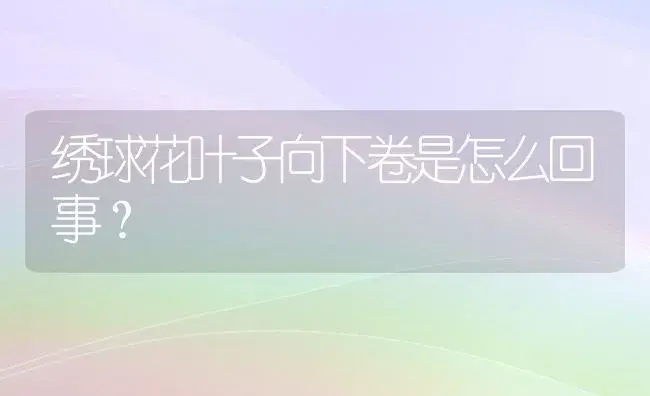 绣球花叶子向下卷是怎么回事？ | 绿植常识