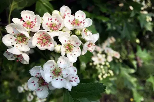 山楂花花语及传说有哪些？