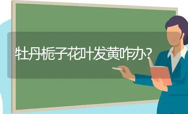 牡丹栀子花叶发黄咋办？ | 绿植常识