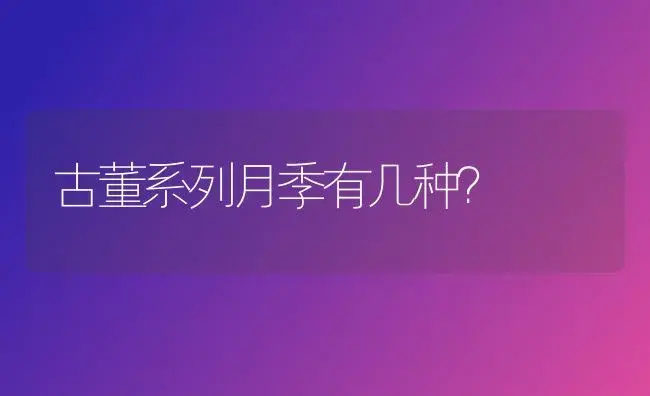 古董系列月季有几种？ | 绿植常识