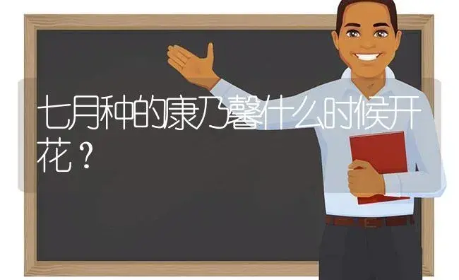 七月种的康乃馨什么时候开花？ | 绿植常识