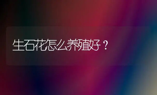 生石花怎么养殖好？ | 家庭养花