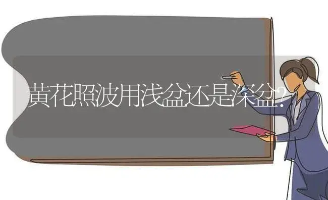 黄花照波用浅盆还是深盆？ | 多肉养殖