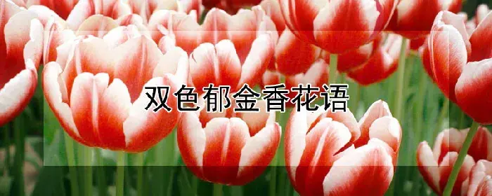 双色郁金香花语