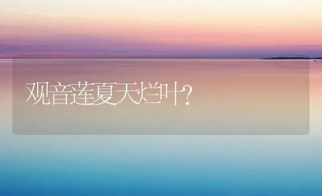 观音莲夏天烂叶？ | 多肉养殖