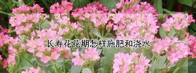 长寿花花期怎样施肥和浇水