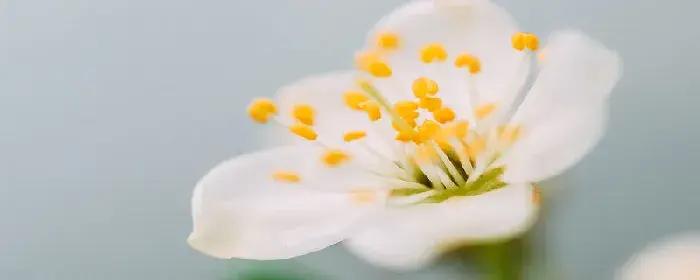 香雪兰的花语 香雪兰的花语是什么