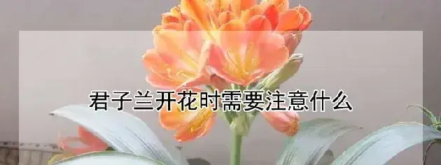 君子兰开花时需要注意什么