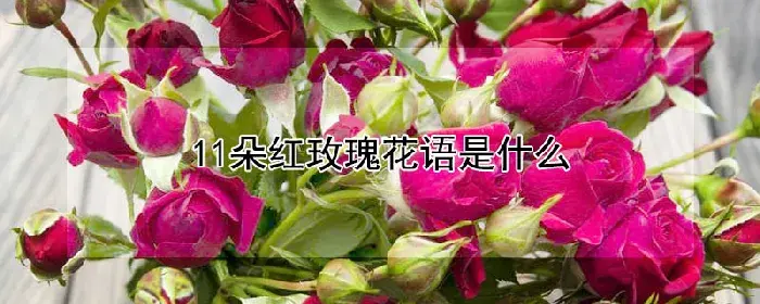 11朵红玫瑰花语是什么