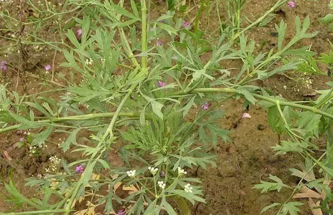 防风抽苔的起因及防治和治疗办法