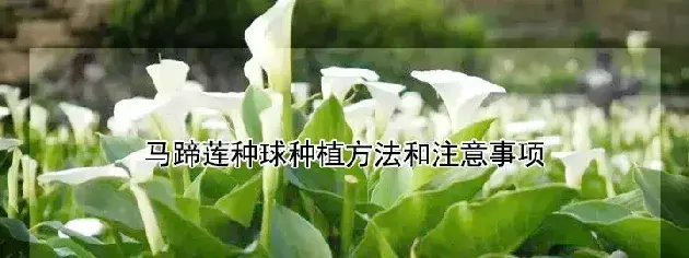 马蹄莲种球种植方法和注意事项