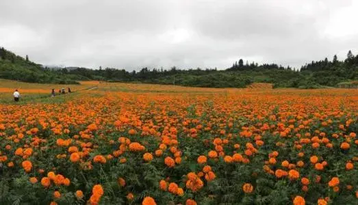 南非万寿菊修剪方法，万寿菊花语是什么