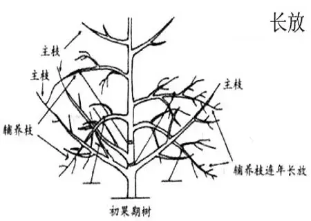 盆栽修剪 | 梨树的长放、缩剪和别枝