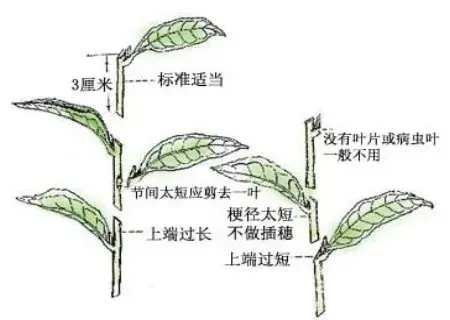 盆栽育苗 | 月季花怎样插枝容易活