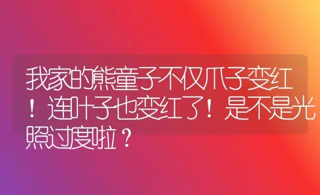 我家的熊童子不仅爪子变红！连叶子也变红了！是不是光照过度啦？ | 多肉养殖