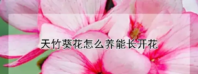 天竹葵花怎么养能长开花