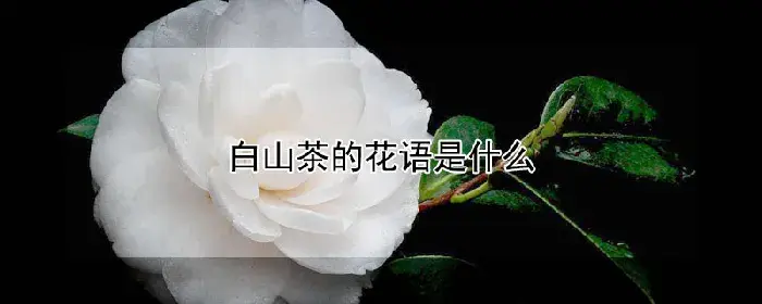 白山茶的花语是什么