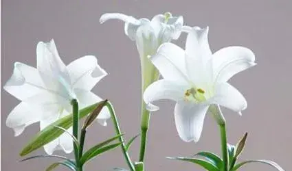 各种花花语及代表的含义有哪些？
