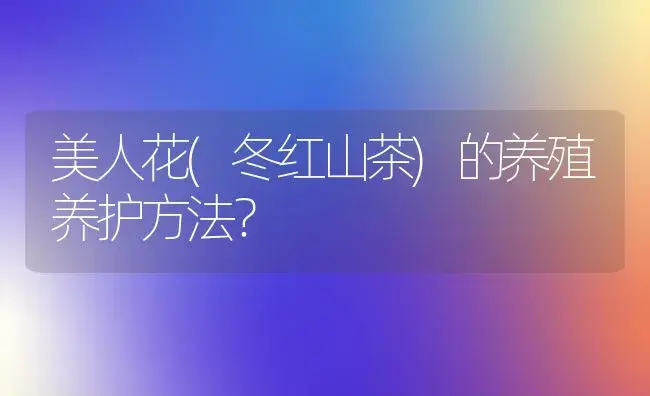 美人花(冬红山茶)的养殖养护方法？ | 多肉养殖