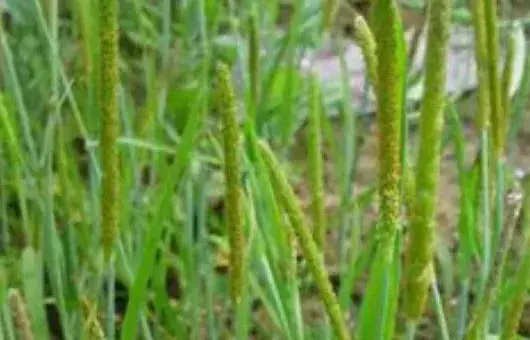 香蒲种子选种育苗技巧