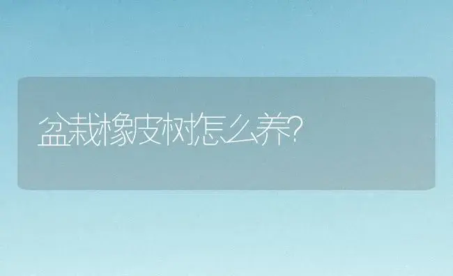 盆栽橡皮树怎么养？ | 家庭养花