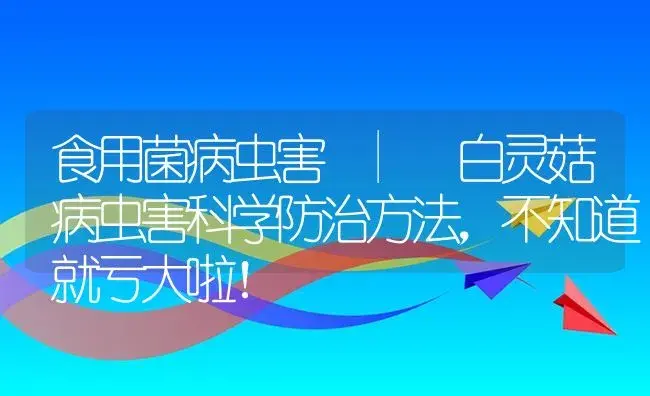 白灵菇病虫害科学防治方法，不知道就亏大啦！ | 菌菇种植