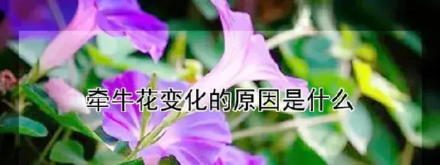 牵牛花变化的原因是什么