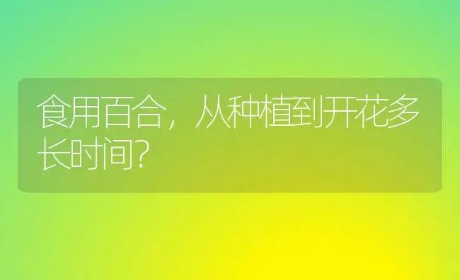 食用百合，从种植到开花多长时间？ | 绿植常识